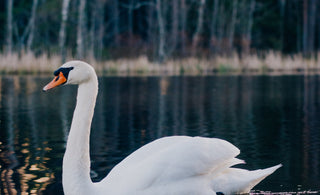 The Children of Lir