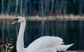 The Children of Lir