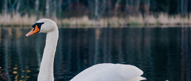 The Children of Lir - AINMHÍ