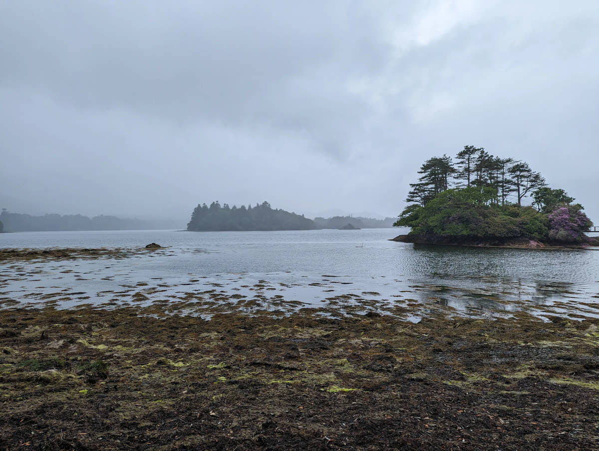 Misty Irish coastline with seaweed-covered shore, pine trees, and purple blooms under cloudy sky